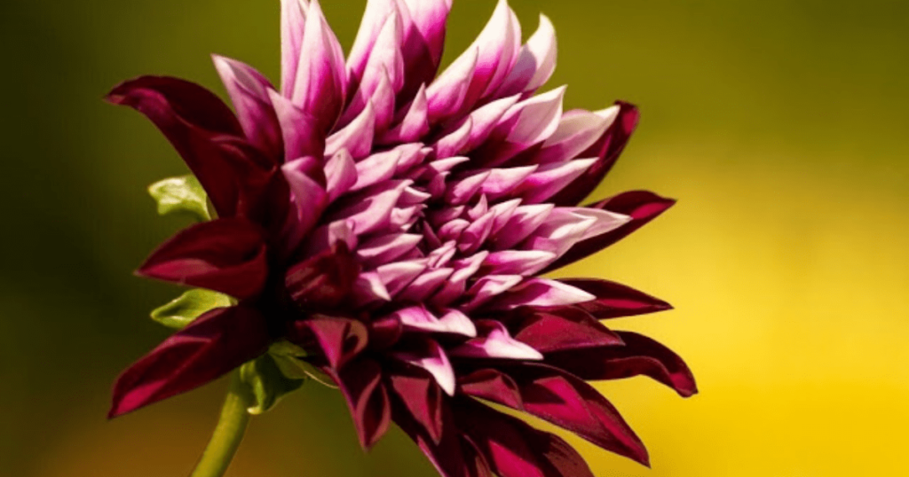 chrysanthemum flower