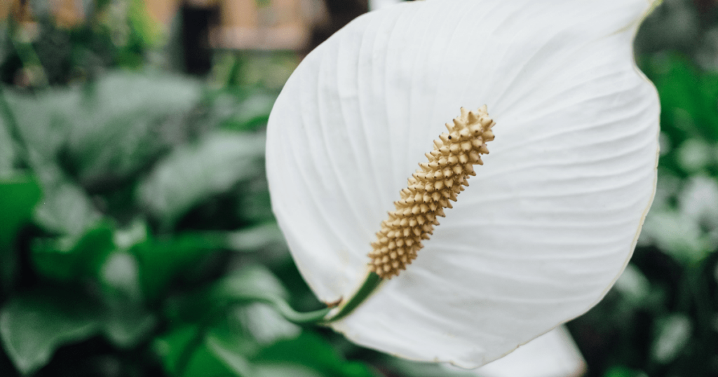 laceleaf flower